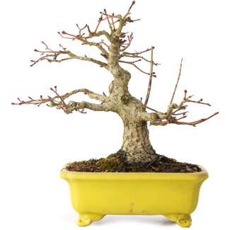 Eime Yozan Acer palmatum, 18 cm, ± 30 jaar oud