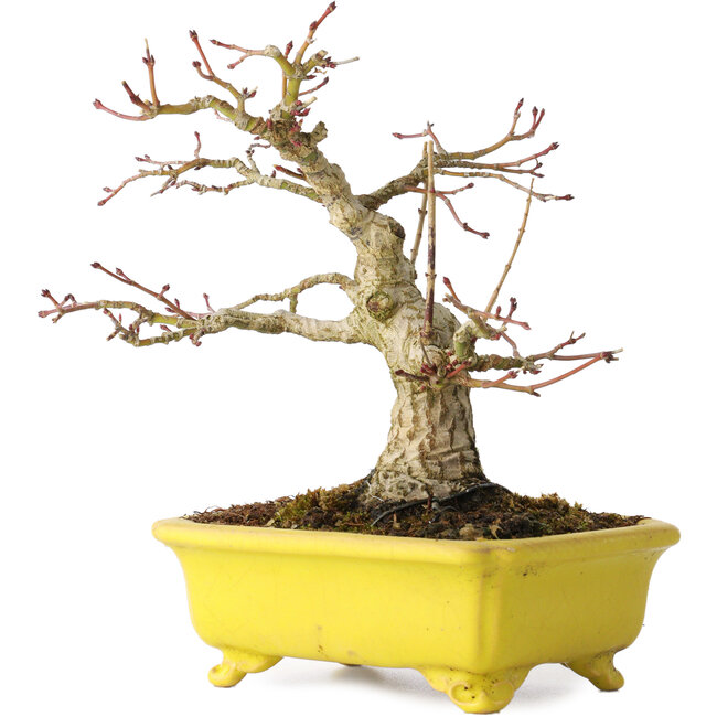 Acer palmatum, 18 cm, ± 30 years old, in a handmade Japanese pot by Eime Yozan