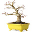 Acer palmatum, 18 cm, ± 30 anni, in un vaso giapponese fatto a mano da Eime Yozan