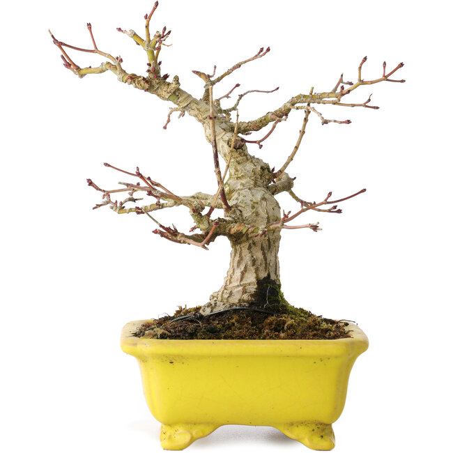 Acer palmatum, 18 cm, ± 30 años, en una maceta japonesa hecha a mano por Eime Yozan