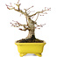 Acer palmatum, 18 cm, ± 30 years old, in a handmade Japanese pot by Eime Yozan
