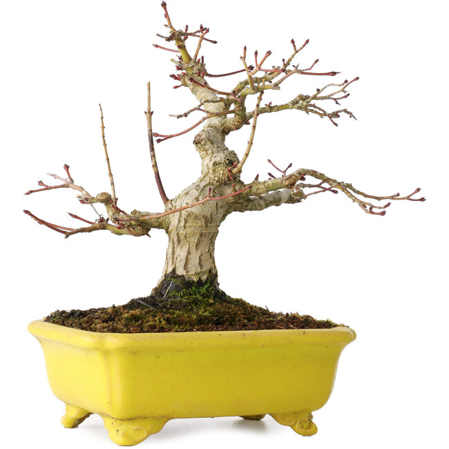 Acer palmatum, 18 cm, ± 30 jaar oud, in een handgemaakte Japanse pot van Eime Yozan