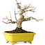 Acer palmatum, 18 cm, ± 30 years old, in a handmade Japanese pot by Eime Yozan