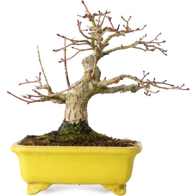 Acer palmatum, 18 cm, ± 30 años, en una maceta japonesa hecha a mano por Eime Yozan