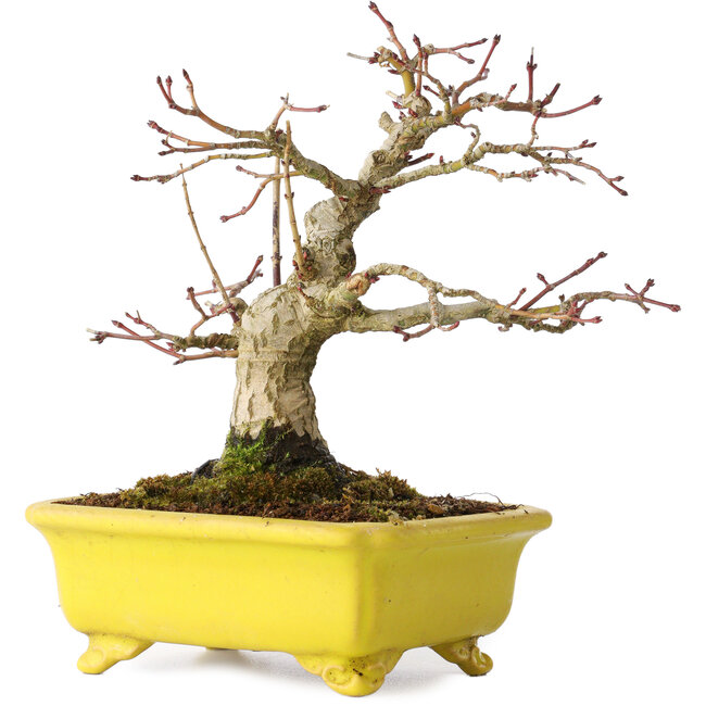Acer palmatum, 18 cm, ± 30 años, en una maceta japonesa hecha a mano por Eime Yozan