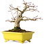 Acer palmatum, 18 cm, ± 30 years old, in a handmade Japanese pot by Eime Yozan