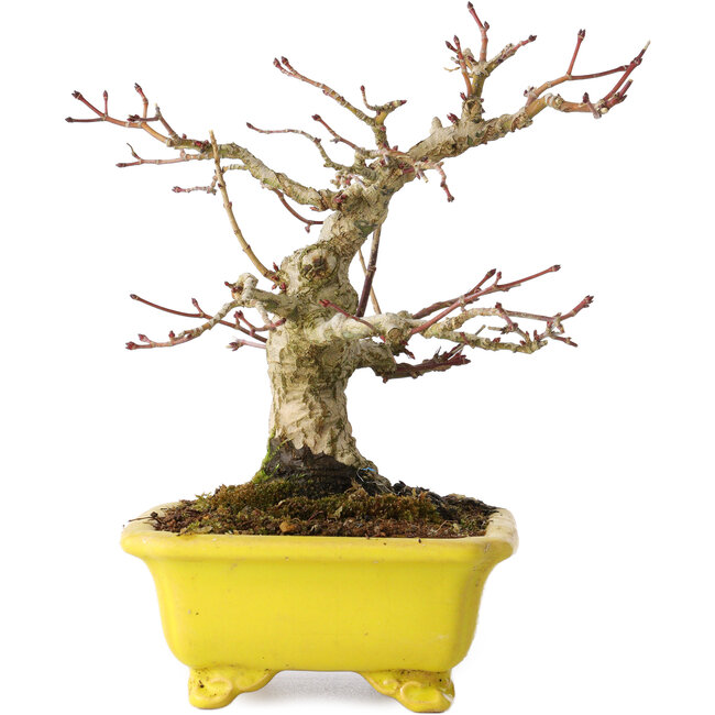 Acer palmatum, 18 cm, ± 30 anni, in un vaso giapponese fatto a mano da Eime Yozan