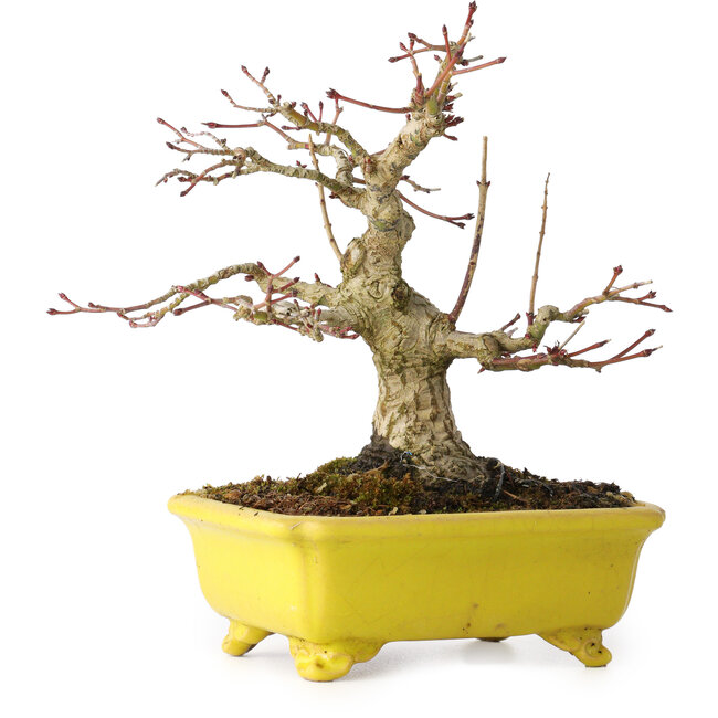 Acer palmatum, 18 cm, ± 30 anni, in un vaso giapponese fatto a mano da Eime Yozan