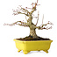 Acer palmatum, 18 cm, ± 30 years old, in a handmade Japanese pot by Eime Yozan