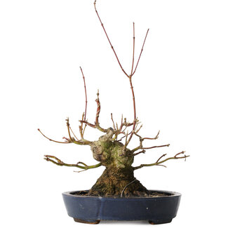 Acer palmatum, 15,5 cm, ± 30 jaar oud