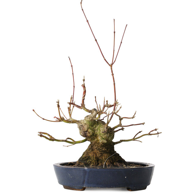 Acer palmatum, 15,5 cm, ± 30 jaar oud