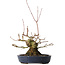 Acer palmatum, 15,5 cm, ± 30 years old