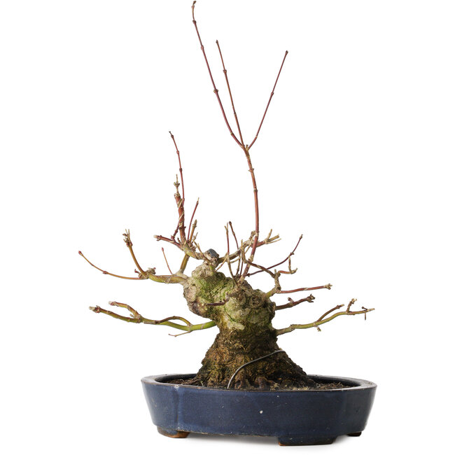 Acer palmatum, 15,5 cm, ± 30 ans