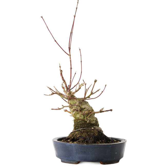 Acer palmatum, 15,5 cm, ± 30 ans