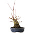 Acer palmatum, 15,5 cm, ± 30 jaar oud
