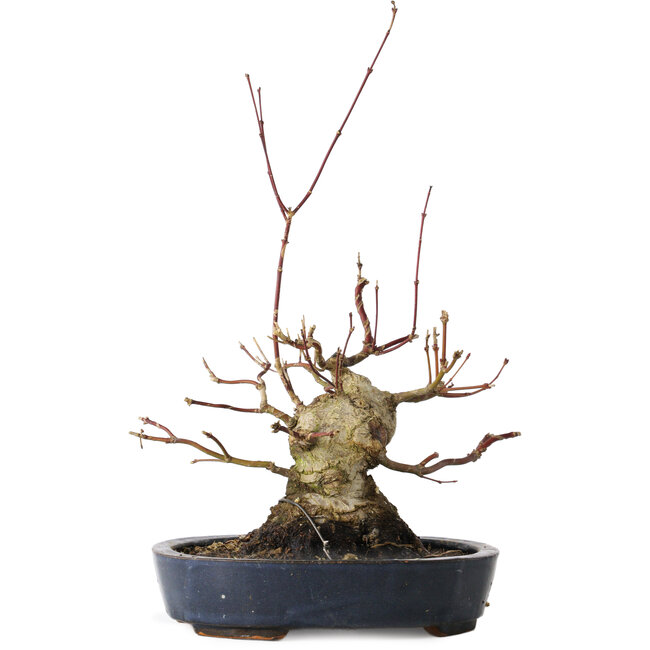 Acer palmatum, 15,5 cm, ± 30 years old