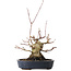 Acer palmatum, 15,5 cm, ± 30 jaar oud