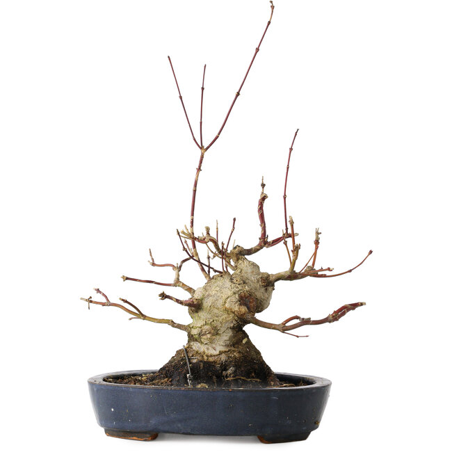 Acer palmatum, 15,5 cm, ± 30 anni