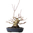 Acer palmatum, 15,5 cm, ± 30 jaar oud