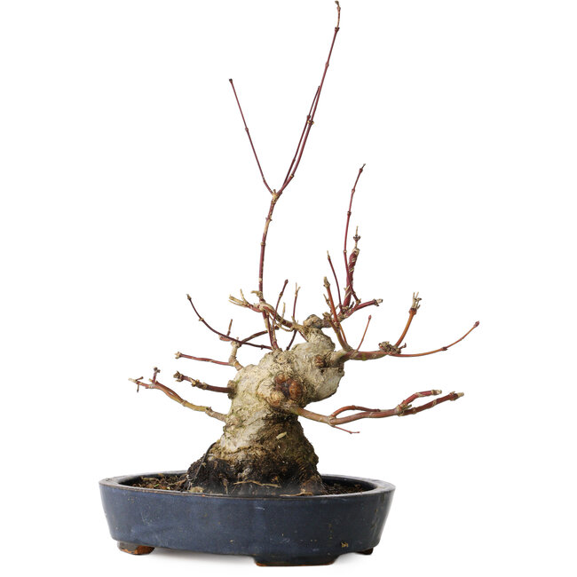 Acer palmatum, 15,5 cm, ± 30 años