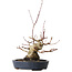 Acer palmatum, 15,5 cm, ± 30 jaar oud