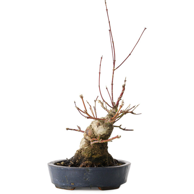 Acer palmatum, 15,5 cm, ± 30 years old