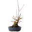 Acer palmatum, 15,5 cm, ± 30 jaar oud