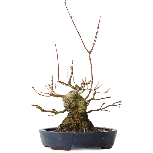 Acer palmatum, 15,5 cm, ± 30 anni