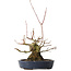 Acer palmatum, 15,5 cm, ± 30 jaar oud