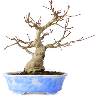 Kosen Acer palmatum, 19 cm, ± 30 years old