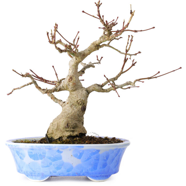 Acer palmatum, 19 cm, ± 30 jaar oud, in een handgemaakte Japanse pot van Kosen