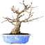Acer palmatum, 19 cm, ± 30 jaar oud, in een handgemaakte Japanse pot van Kosen