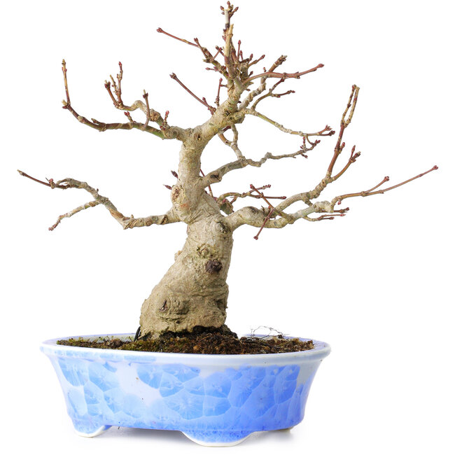 Acer palmatum, 19 cm, ± 30 anni, in un vaso giapponese fatto a mano da Kosen
