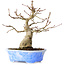 Acer palmatum, 19 cm, ± 30 jaar oud, in een handgemaakte Japanse pot van Kosen