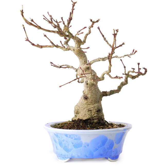 Acer palmatum, 19 cm, ± 30 years old, in a handmade Japanese pot by Kosen