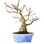 Acer palmatum, 19 cm, ± 30 jaar oud, in een handgemaakte Japanse pot van Kosen