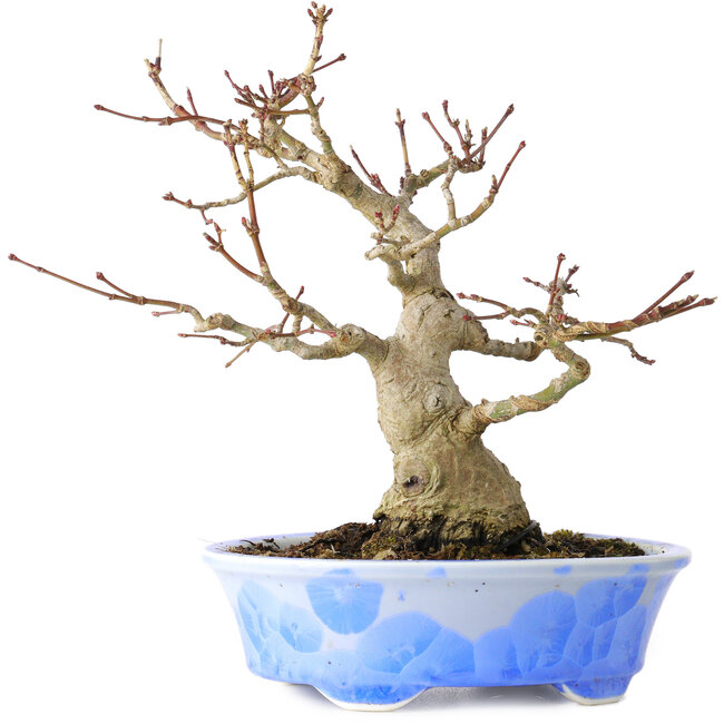 Acer palmatum, 19 cm, ± 30 años, en una maceta japonesa hecha a mano por Kosen
