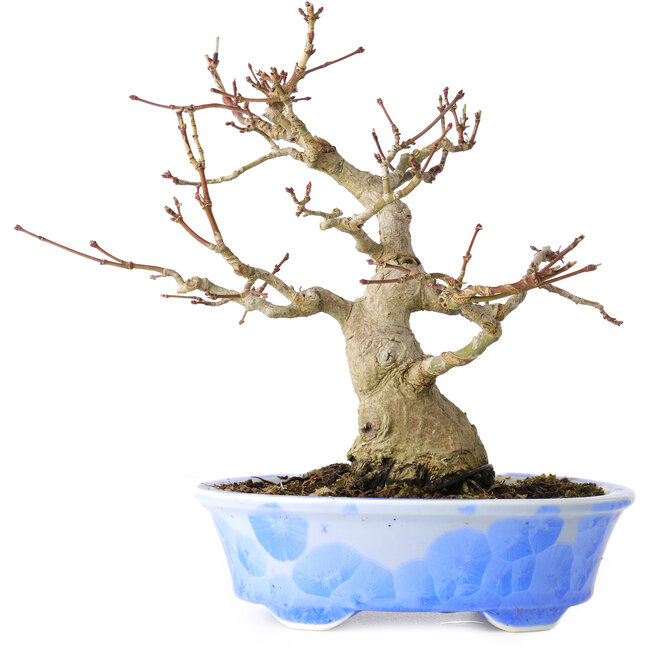 Acer palmatum, 19 cm, ± 30 años, en una maceta japonesa hecha a mano por Kosen