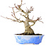 Acer palmatum, 19 cm, ± 30 jaar oud, in een handgemaakte Japanse pot van Kosen