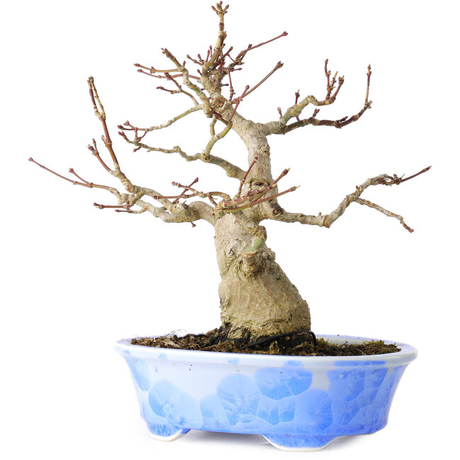 Acer palmatum, 19 cm, ± 30 anni, in un vaso giapponese fatto a mano da Kosen