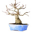 Acer palmatum, 19 cm, ± 30 jaar oud, in een handgemaakte Japanse pot van Kosen