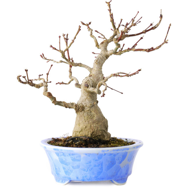 Acer palmatum, 19 cm, ± 30 ans, dans un pot japonais fait main par Kosen