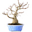 Acer palmatum, 19 cm, ± 30 jaar oud, in een handgemaakte Japanse pot van Kosen