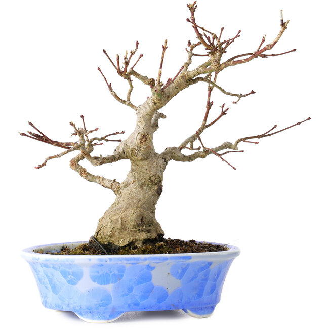 Acer palmatum, 19 cm, ± 30 años, en una maceta japonesa hecha a mano por Kosen