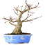 Acer palmatum, 19 cm, ± 30 Jahre alt, in einem handgefertigten japanischen Topf von Kosen