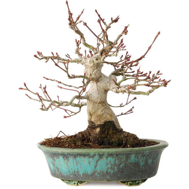 Acer palmatum, 16,5 cm, ± 30 years old, in a handmade Japanese pot by Eime Yozan