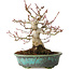 Acer palmatum, 16,5 cm, ± 30 years old, in a handmade Japanese pot by Eime Yozan