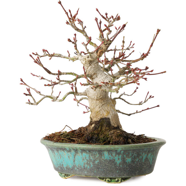 Acer palmatum, 16,5 cm, ± 30 years old, in a handmade Japanese pot by Eime Yozan