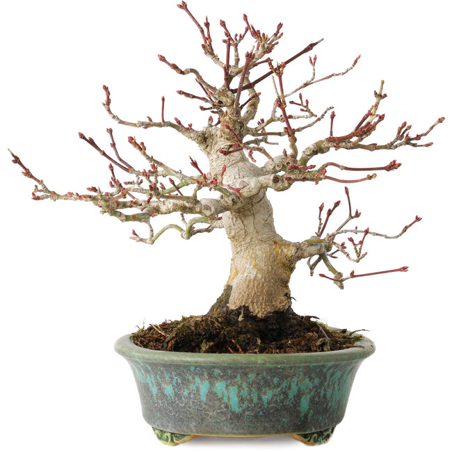 Acer palmatum, 16,5 cm, ± 30 anni, in un vaso giapponese fatto a mano da Eime Yozan