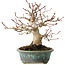 Acer palmatum, 16,5 cm, ± 30 years old, in a handmade Japanese pot by Eime Yozan